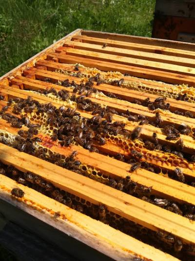 korpus z pszczołami